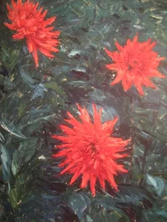 Dahlias cactus rouges